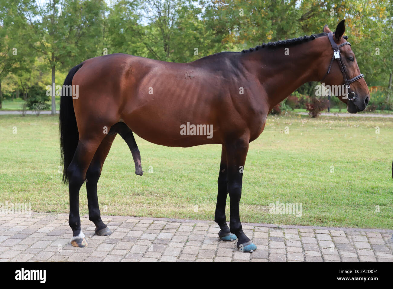 Huge penis of a brown horse against green natural background Stock Photo -  Alamy