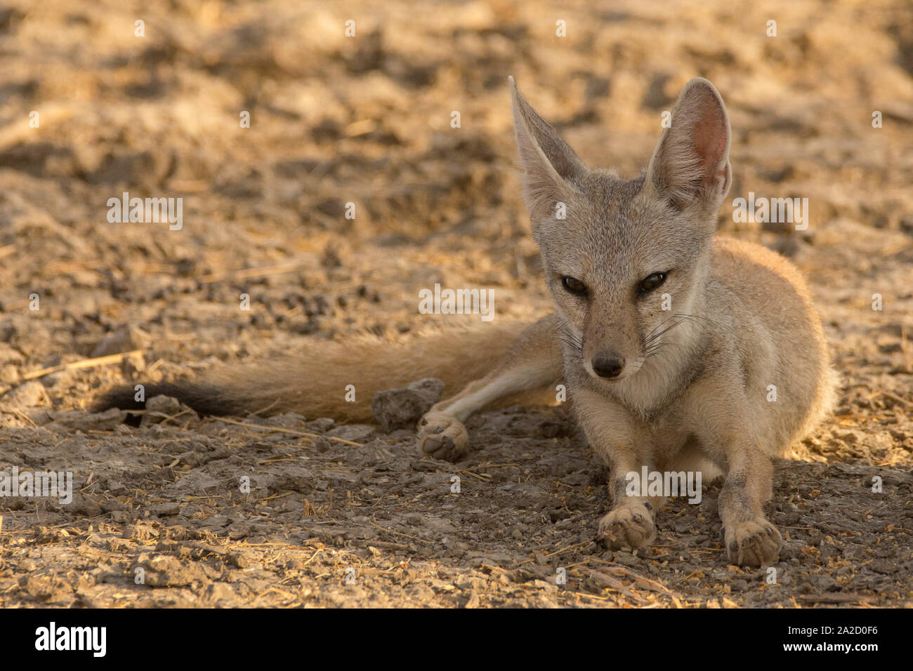 The Indian fox (Vulpes bengalensis), also known as the Bengal fox, resting  at Velavadar national park, Gujarat, India Stock Photo - Alamy