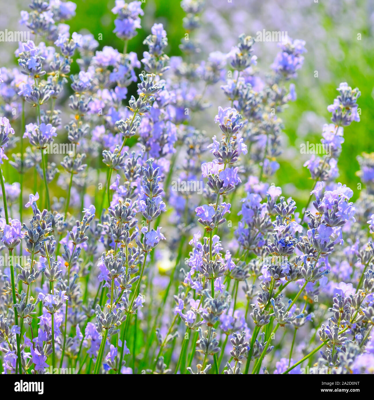 bush of blossoming lavender in the summer field Stock Photo