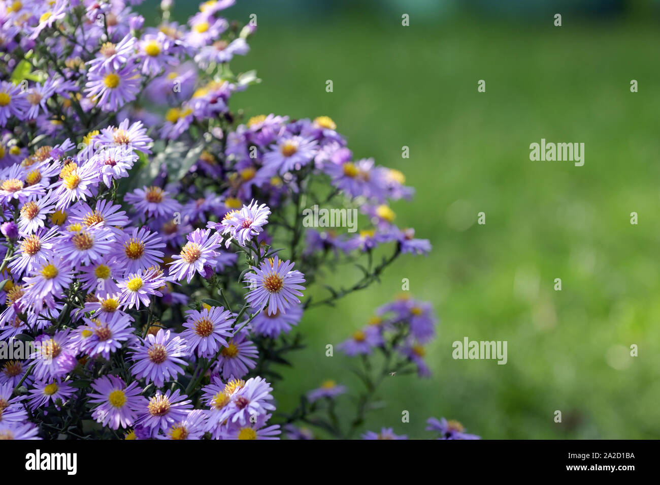 Aster Little Carlow High Resolution Stock Photography And Images Alamy