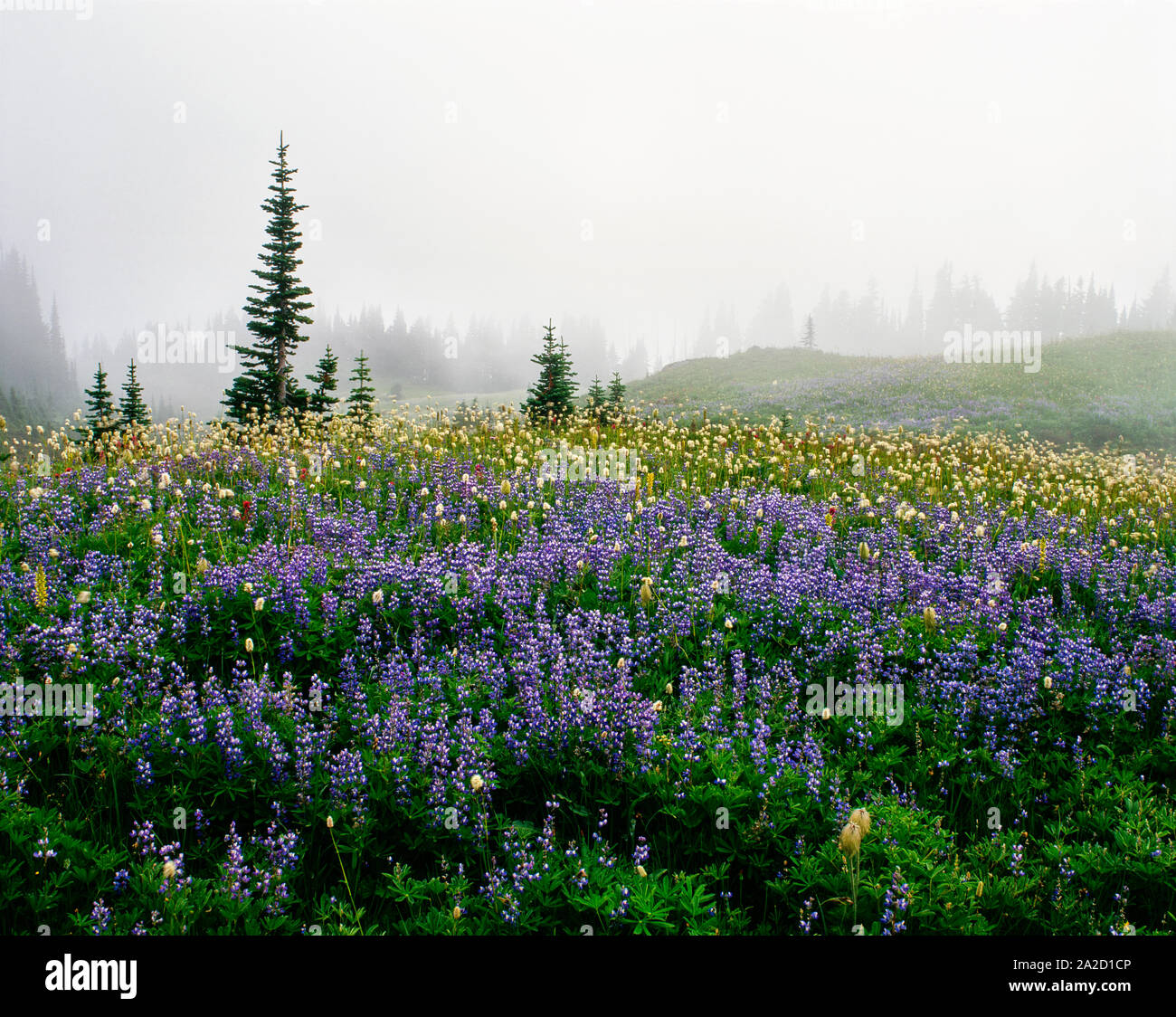 Lupine and Indian paintbrush in fog, Mazama Ridge, Mt Rainier National Park, Washington State, USA Stock Photo
