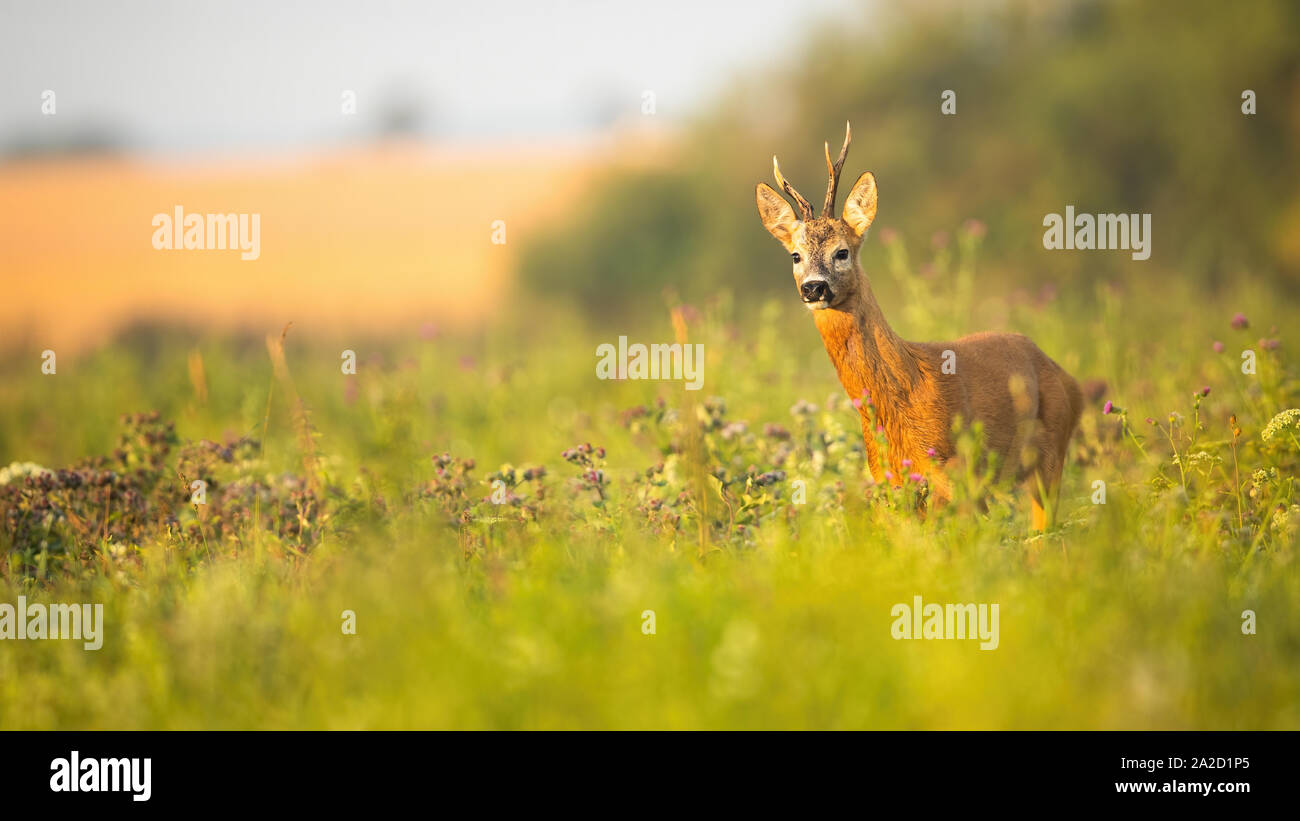 Roe deer, capreolus capreolus, buck with asymmetrical antlers looking aside in summer with copy space. Wild mammal wet from moisture in tranquil wilde Stock Photo