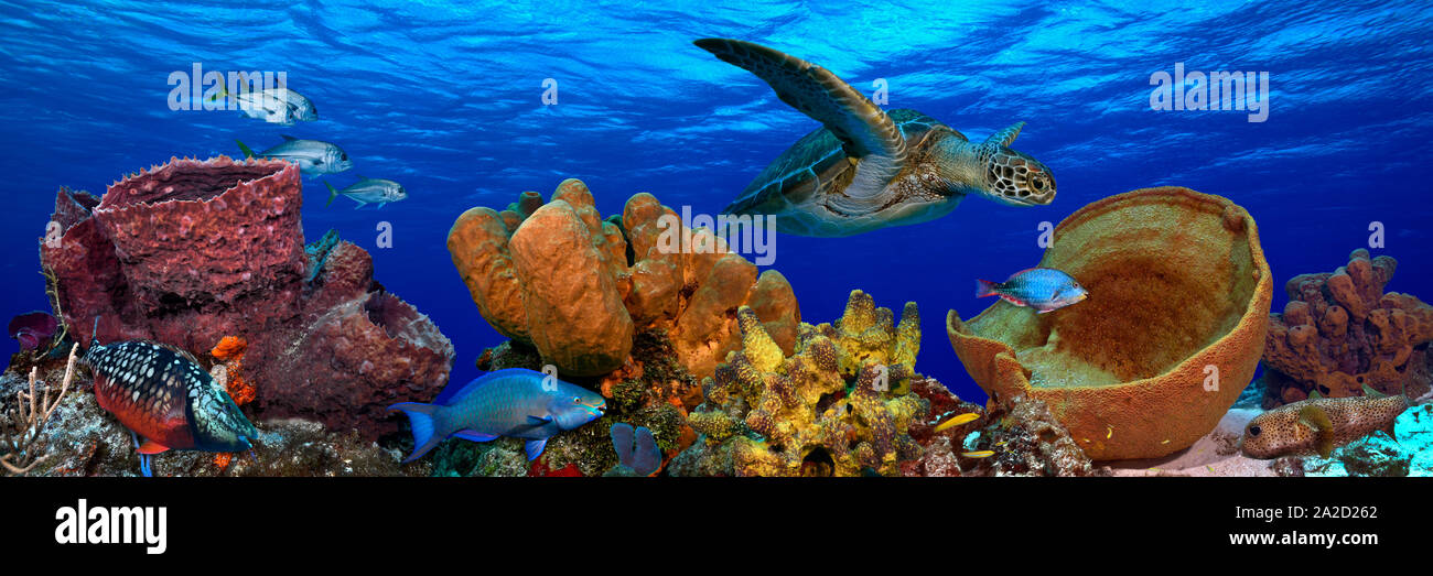 Underwater photo of fishes and turtles, Caribbean Reef Stock Photo
