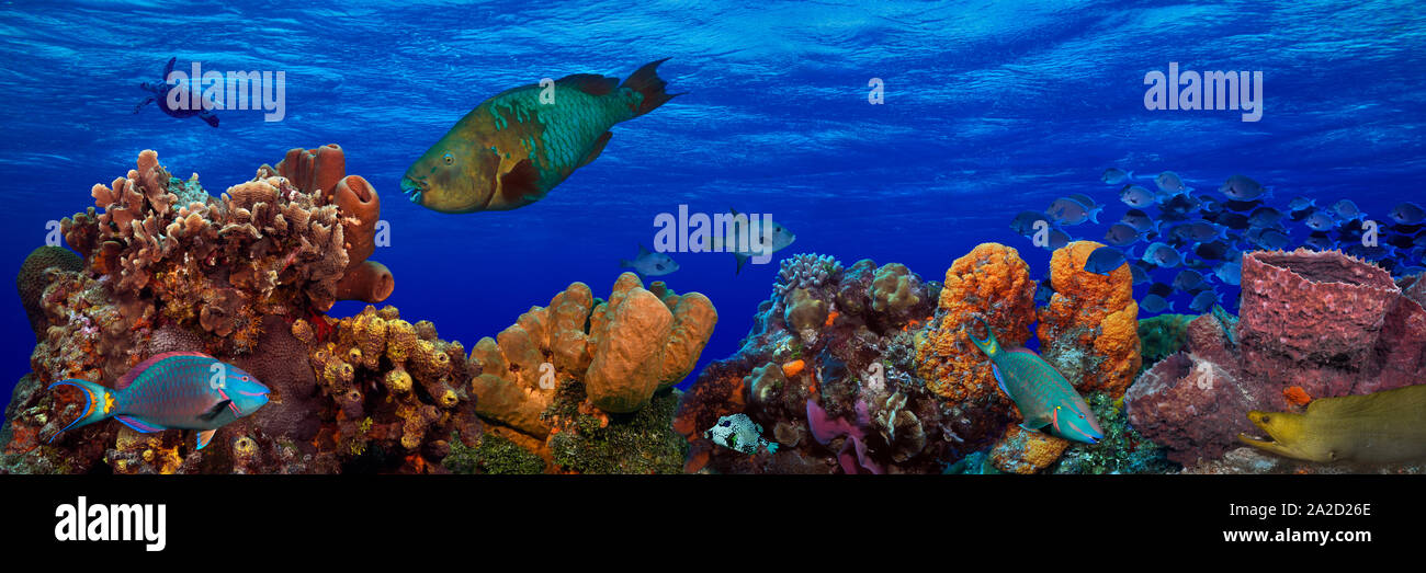 Underwater photo of fishes and turtles, Caribbean Reef Stock Photo