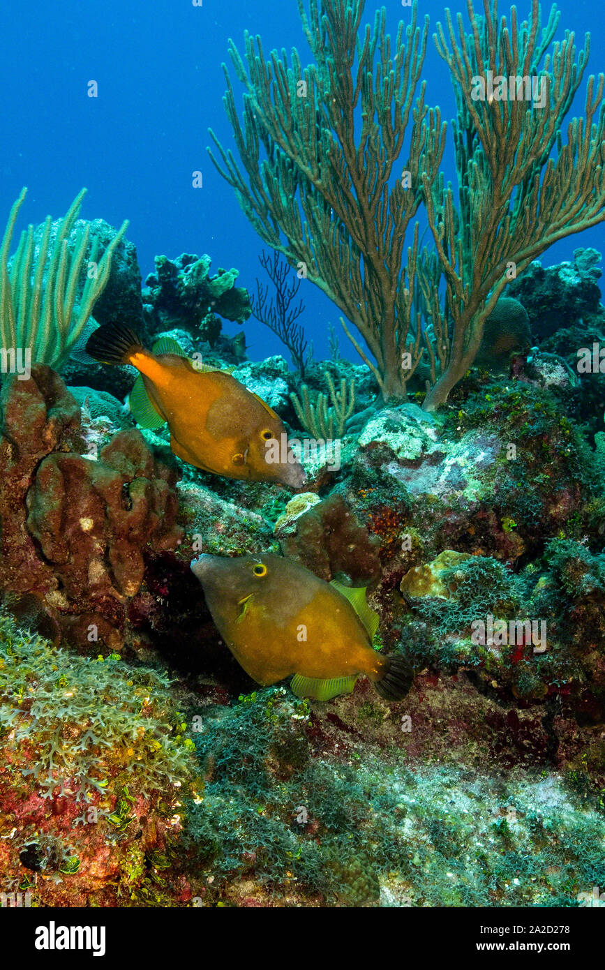 Ocean Triggerfish (Canthidermis sufflamen) seen at Snappers Hole, Grand Cayman Stock Photo