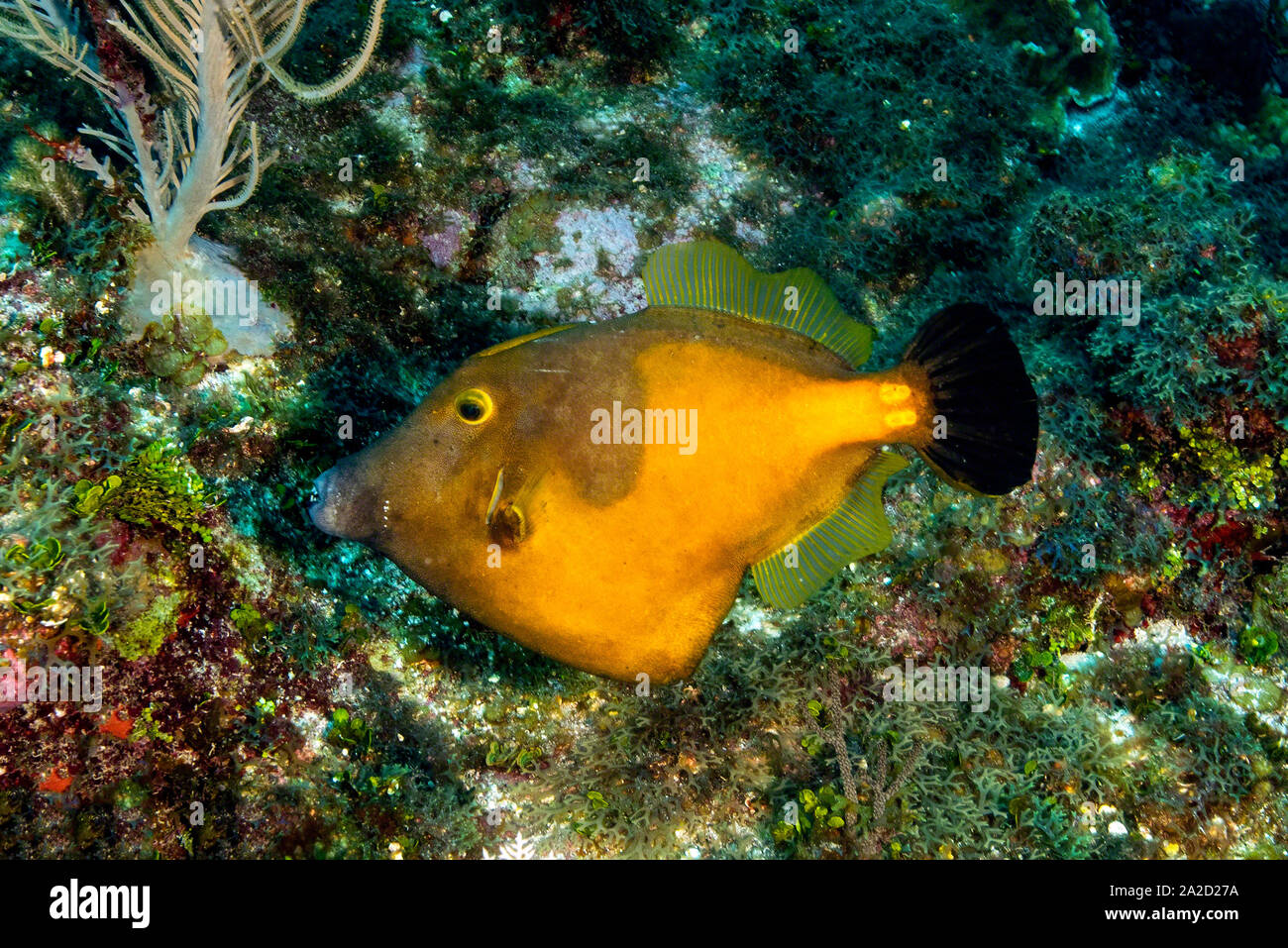 Ocean Triggerfish (Canthidermis sufflamen) seen at Snappers Hole, Grand Cayman Stock Photo