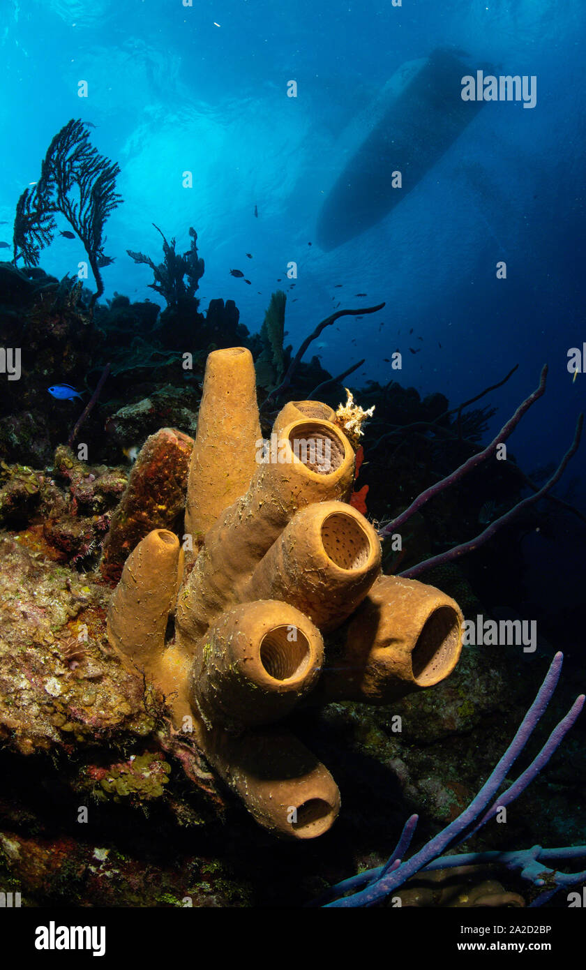 A Yellow Tube Sponge (Aplysina fistularis) at Babylon, Grand Cayman Stock Photo