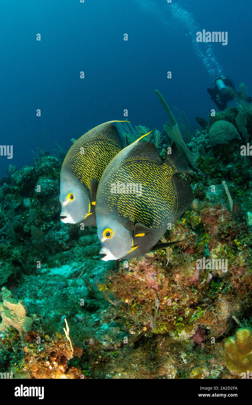 A pair of French Angelfish (Pomacanthus paru) at Black Rock, Grand Cayman Stock Photo