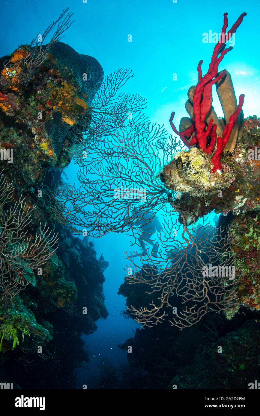 A diver seen through a Gorgonian soft coral in Grand Cayman at Babylon dive site Stock Photo