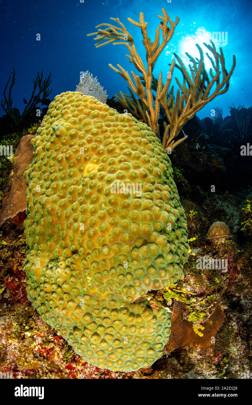 A Great Star coral (Montastraea cavernosa), imaged at High Rock Dropoff, Grand Cayman Stock Photo