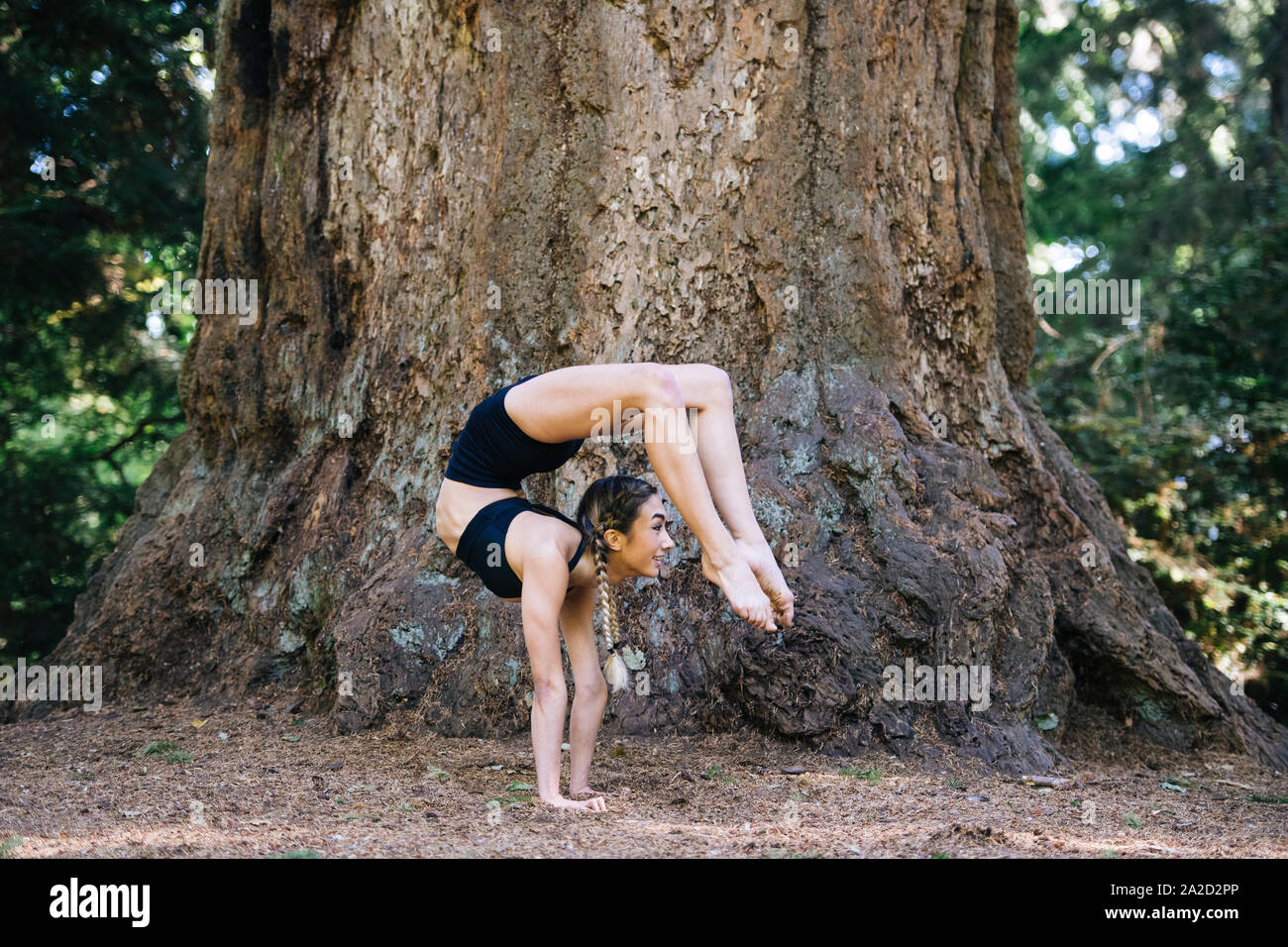 Woman doing yoga below giant sequoia, Tacoma, Washington State, USA Stock Photo