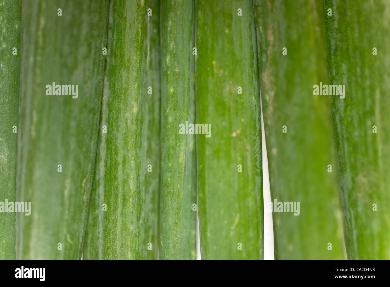 Large spring onion bulbs on a light wooden surface Stock Photo