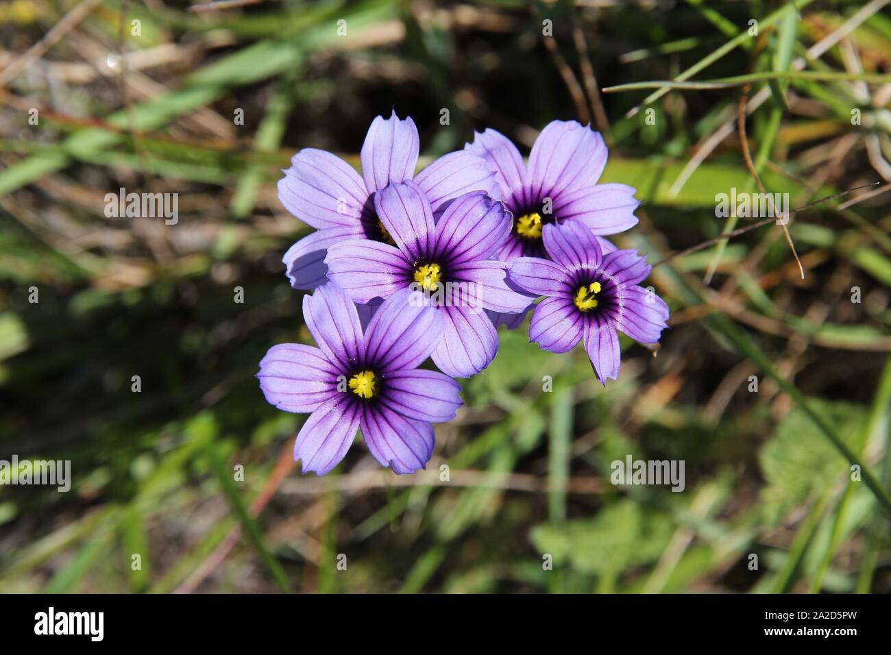 Sisyrinchium bellum (western blue-eyed grass, Californian blue-eyed grass) - common wild plant in California.      Iridaceae family. Stock Photo