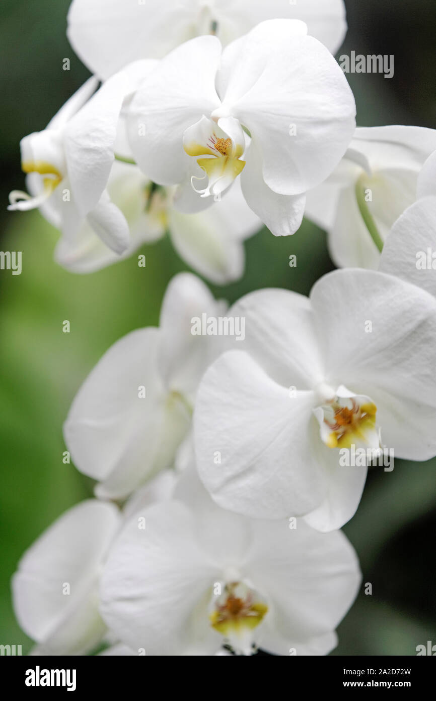 Beautiful Vanilla Orchid In Its Natural Environment Stock Photo Alamy