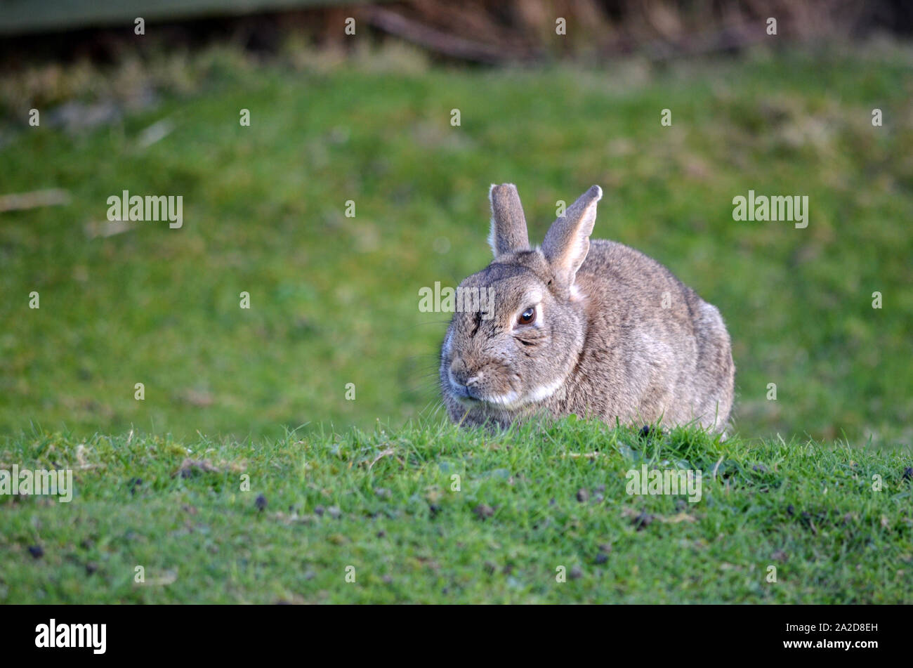 Wild rabbits on a caravan park. Rabbits are small mammals in the family ...