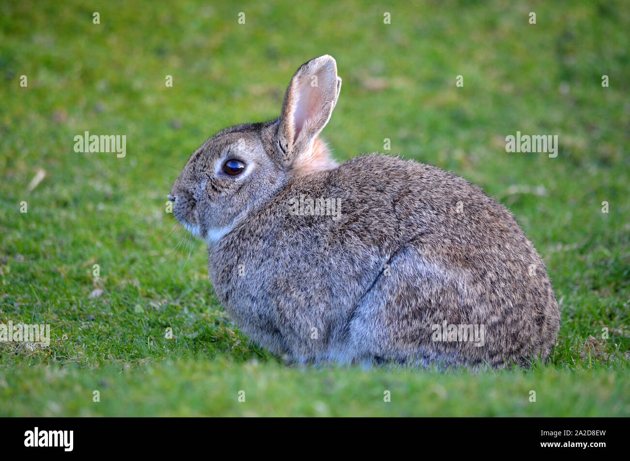 Wild rabbits on a caravan park. Rabbits are small mammals in the family ...