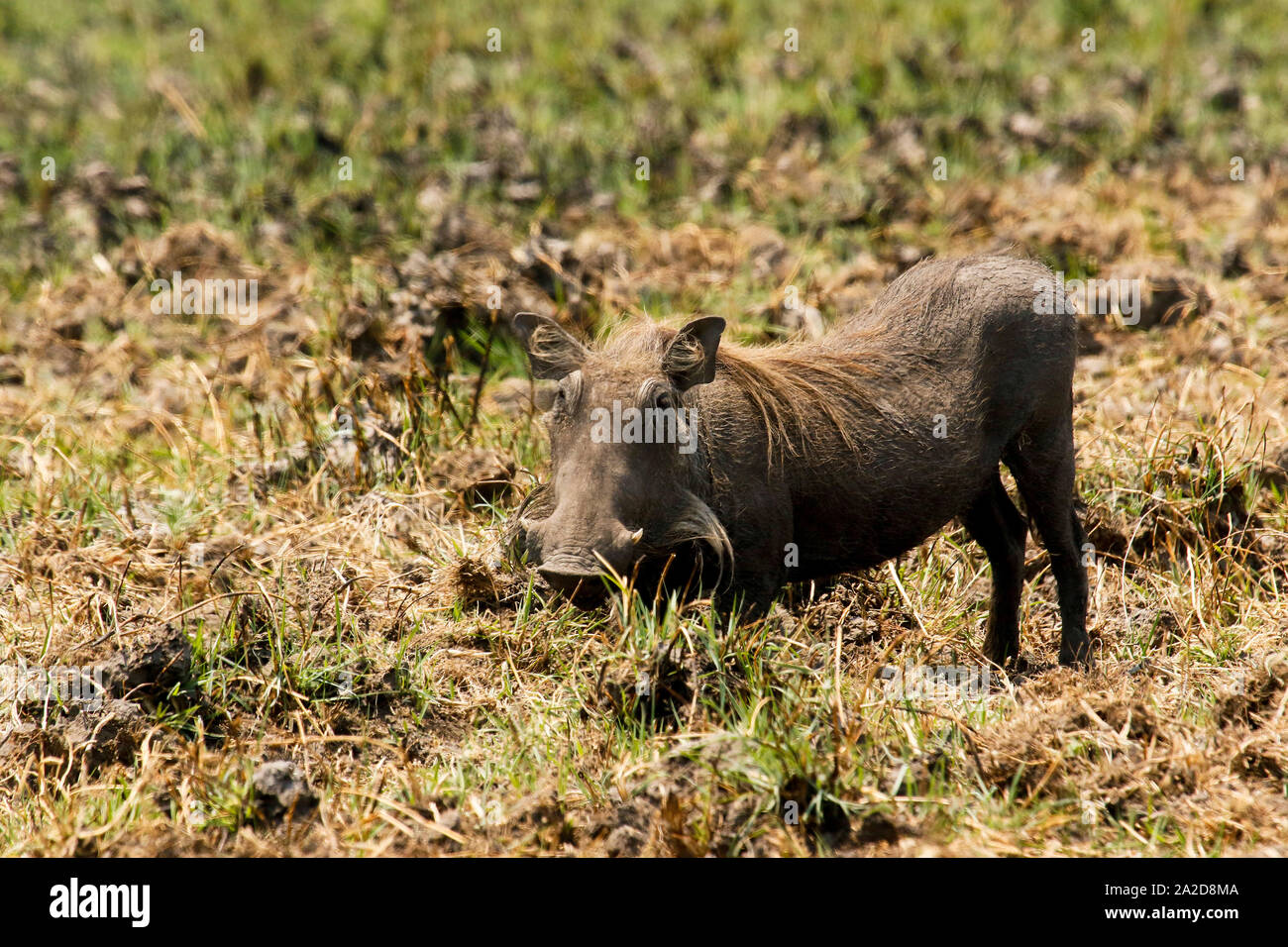 Common warthog (Phacochoerus africanus) in Busanga Plains. Kafue National Park. Zambia Stock Photo