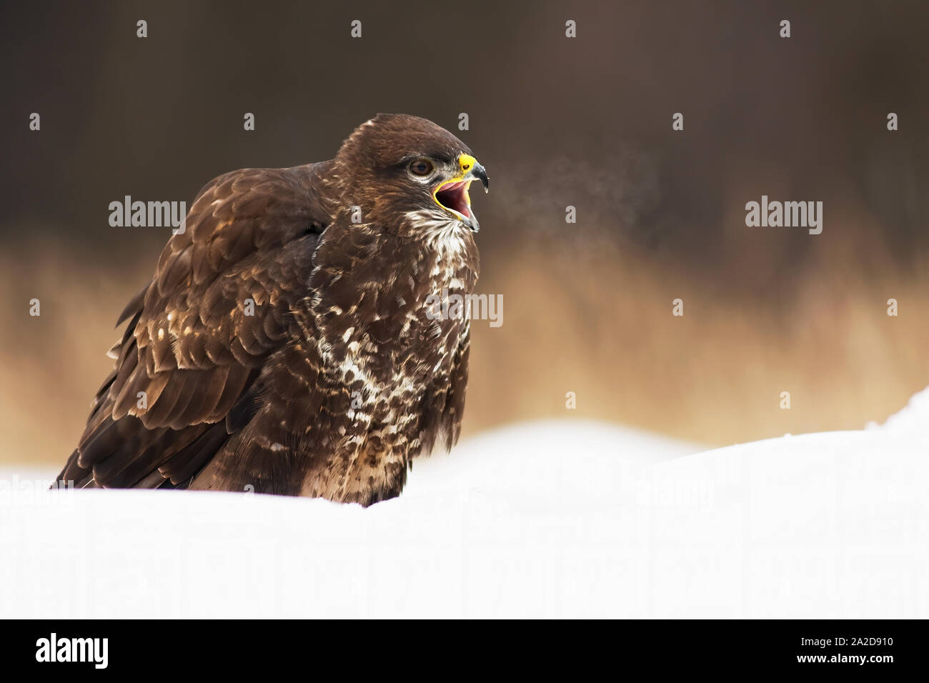 Wild common buzzard, buteo buteo, screeching with beak wide open while sitting on snow in wintertime. Fierce bird predator calling in wilderness. Anim Stock Photo