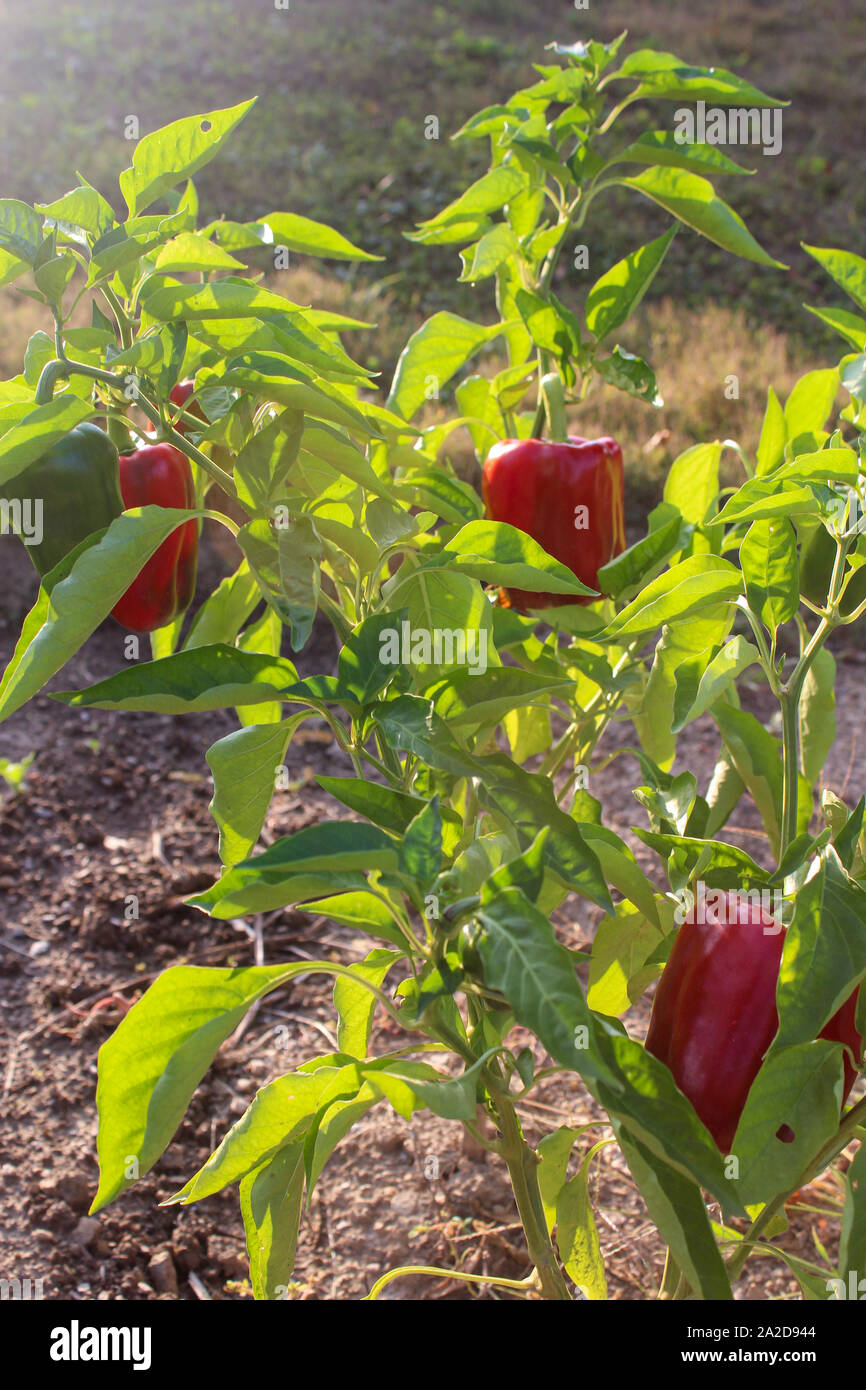 Red Pepper Plant Growing In Garden At End Of Summer Stock Photo Alamy