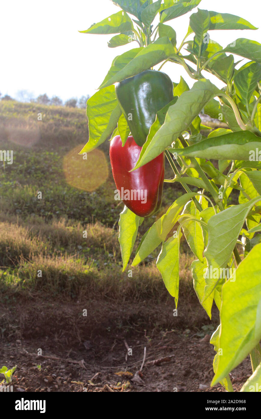 Red Pepper Plant Growing In Garden At End Of Summer Stock Photo - Alamy