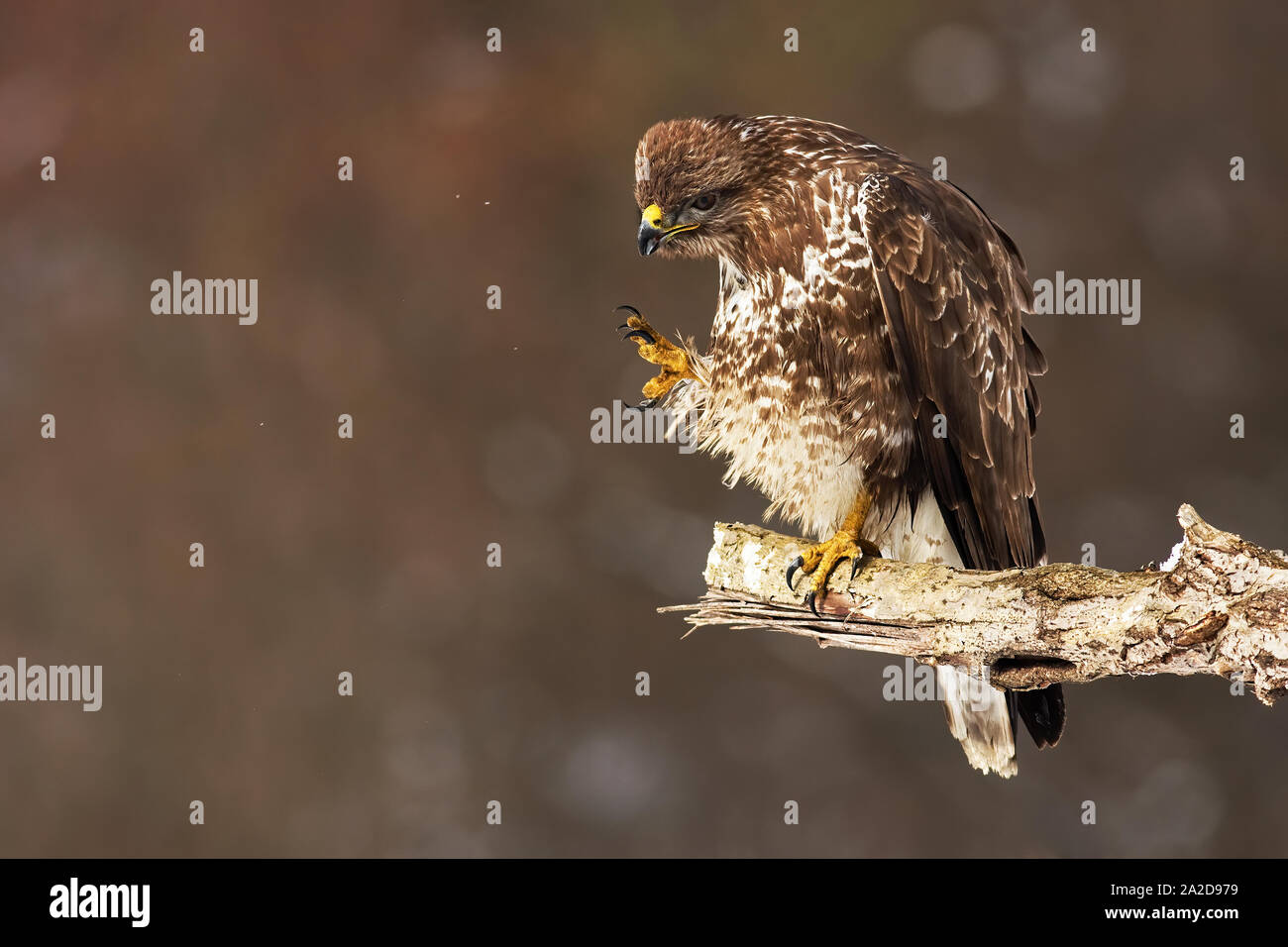 Wild common buzzard, buteo buteo, scratching and cleaning feathers while sitting on a bough in winter nature. Animal hygiene in nature. Stock Photo