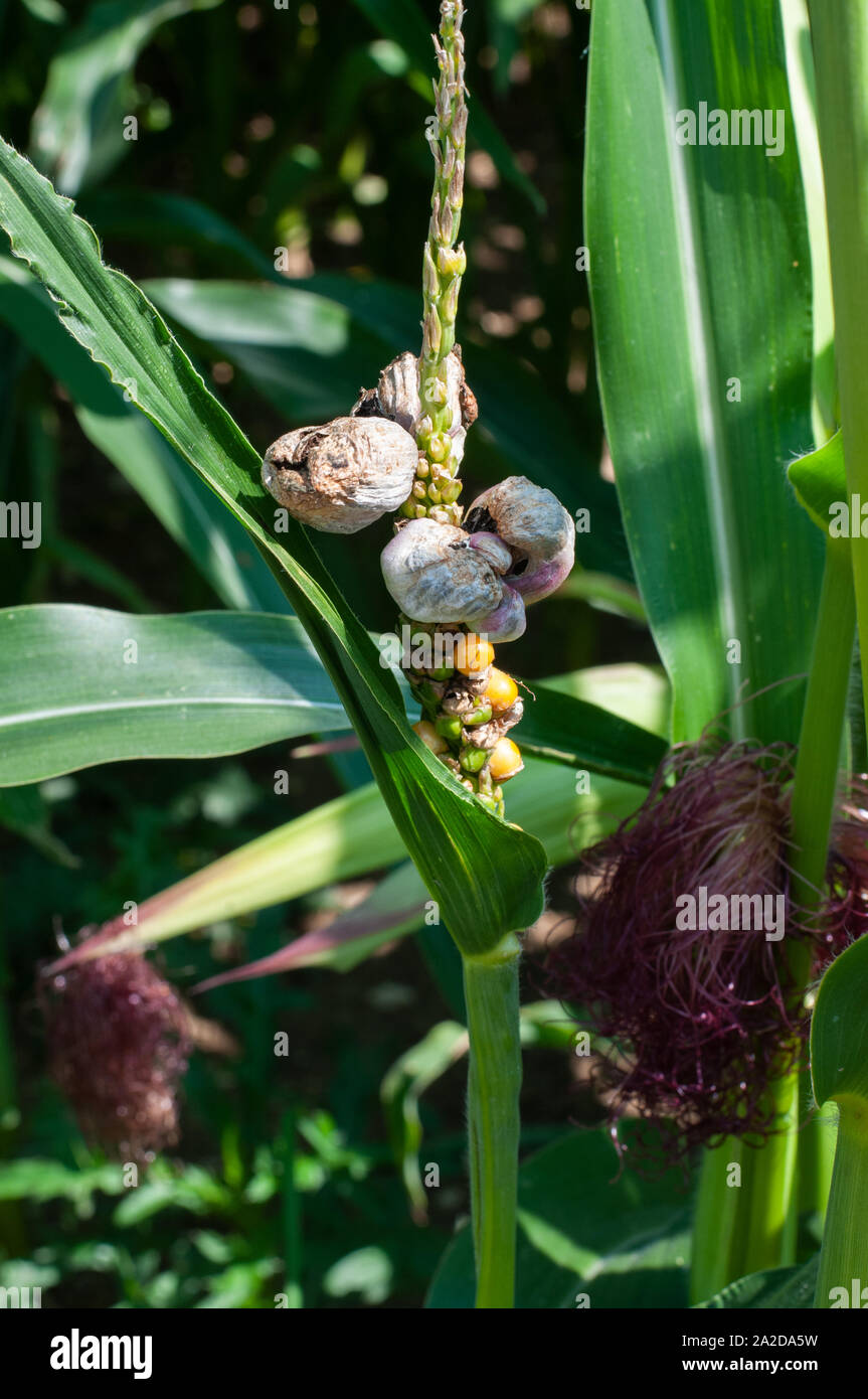 corn smut, a fungal maize disease and also a delicacy in mexican
