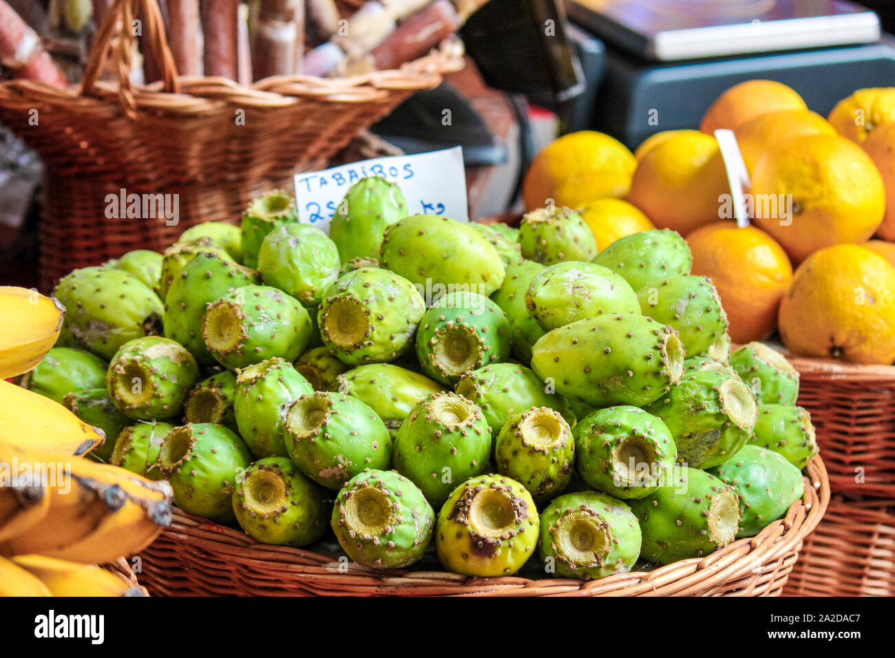 Green opuntia fruits on a local market in Funchal, Madeira, Portugal. Prickly pears or Indian figs. Exotic fruits, grown on cactus. TRANSLATION OF THE SIGN: Tabaibos - opuntia fruits in Portuguese. Stock Photo