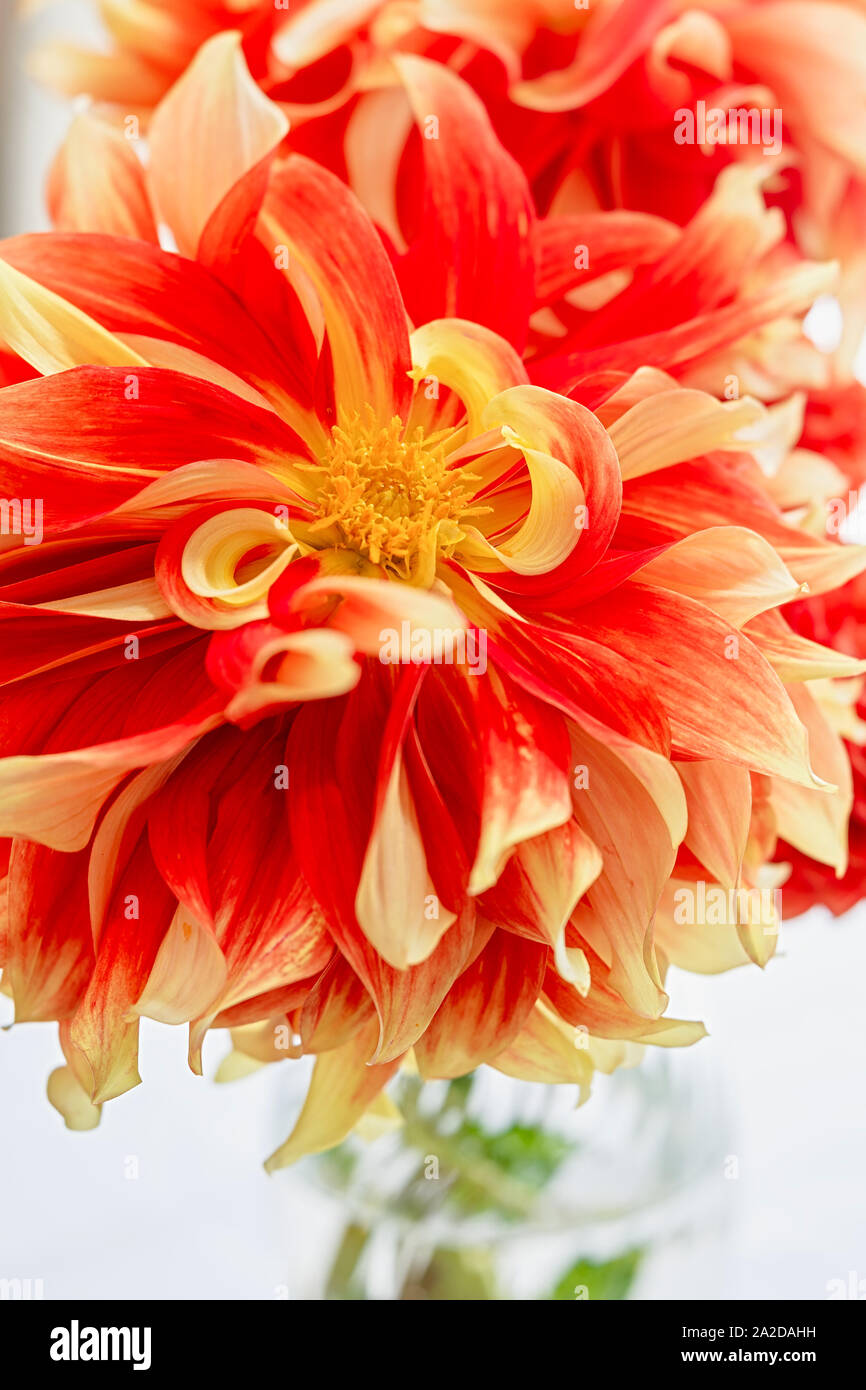 Dahlias Vase High Resolution Stock Photography and Images - Alamy