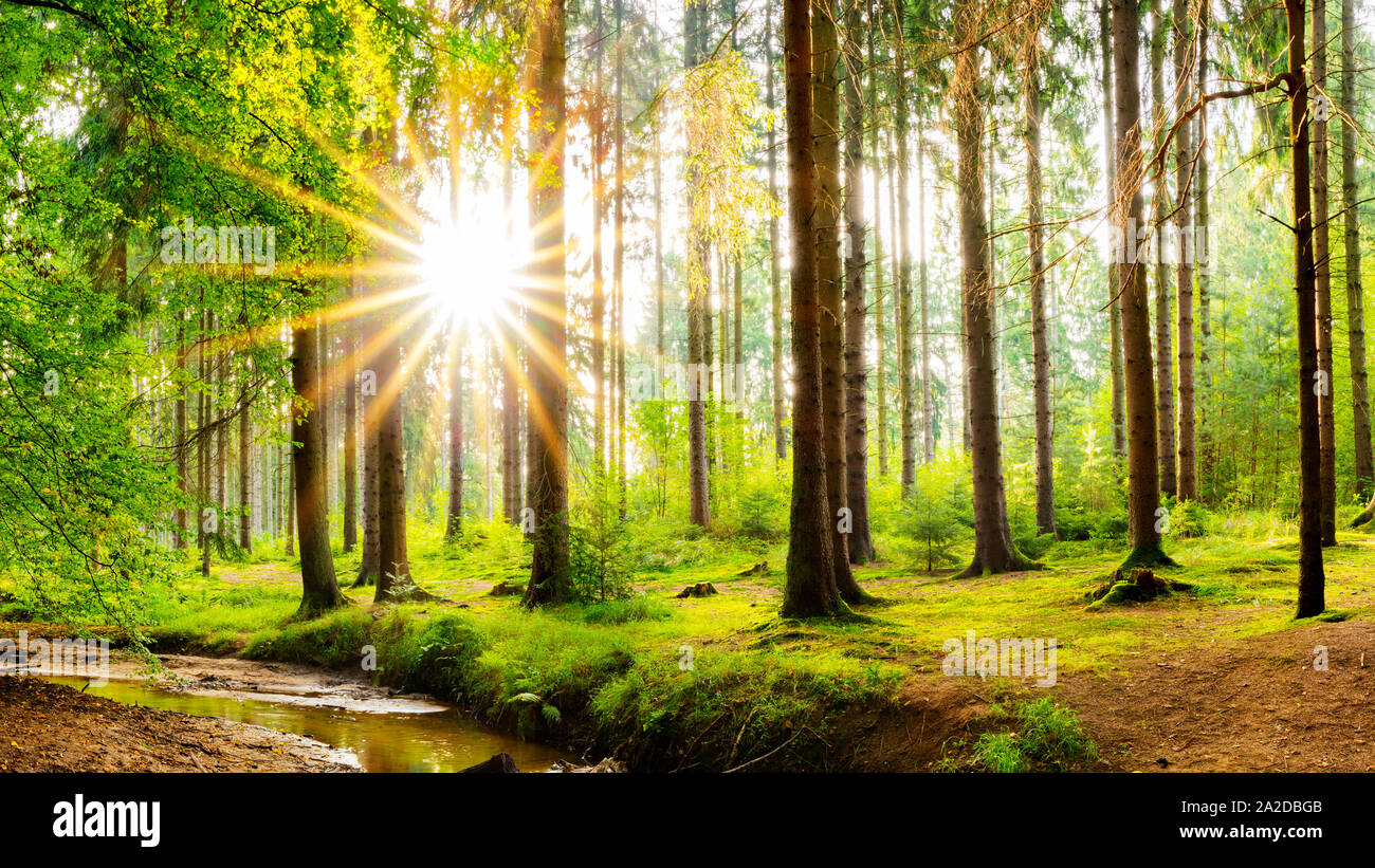 Beautiful forest in spring with bright sun shining through the trees Stock Photo