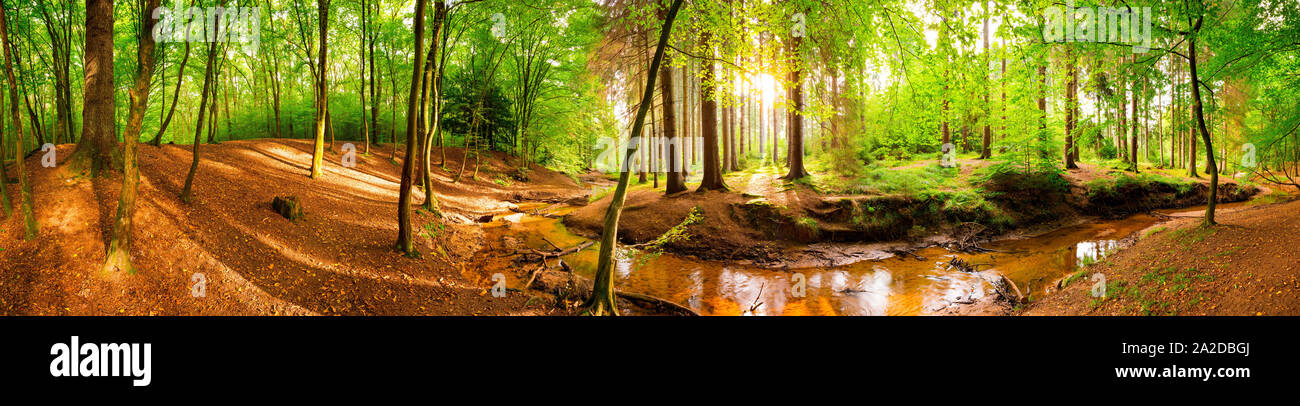 Beautiful forest panorama with sun and brook Stock Photo