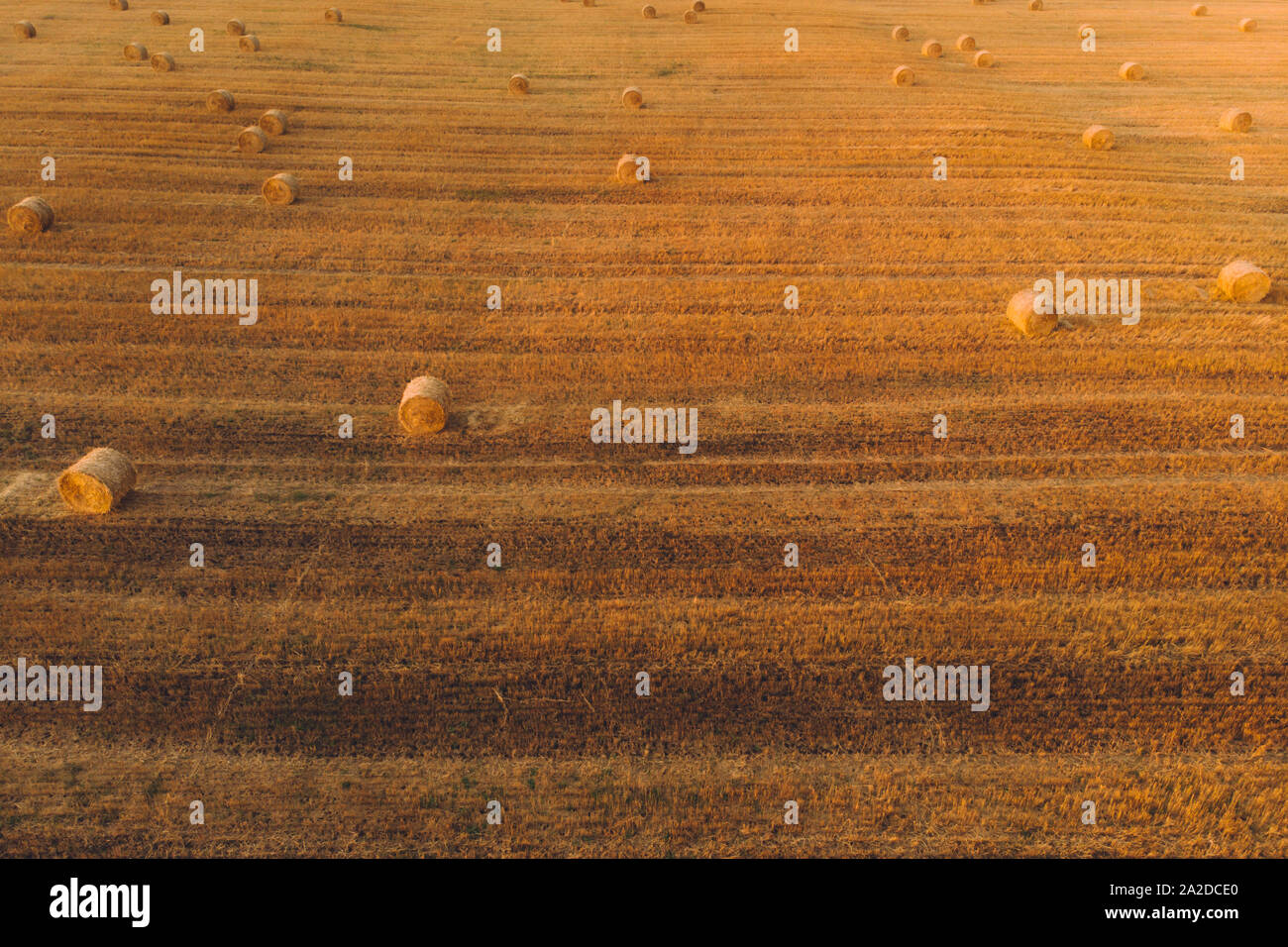 Wheat field sunset flight aerial hi-res stock photography and images ...