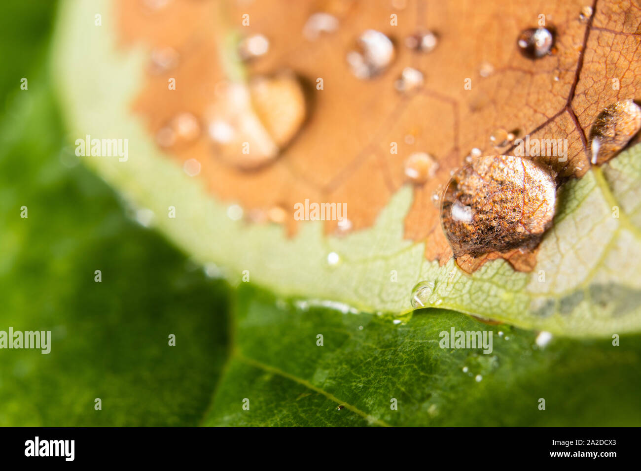 Rain drops on leaves. Stock Photo