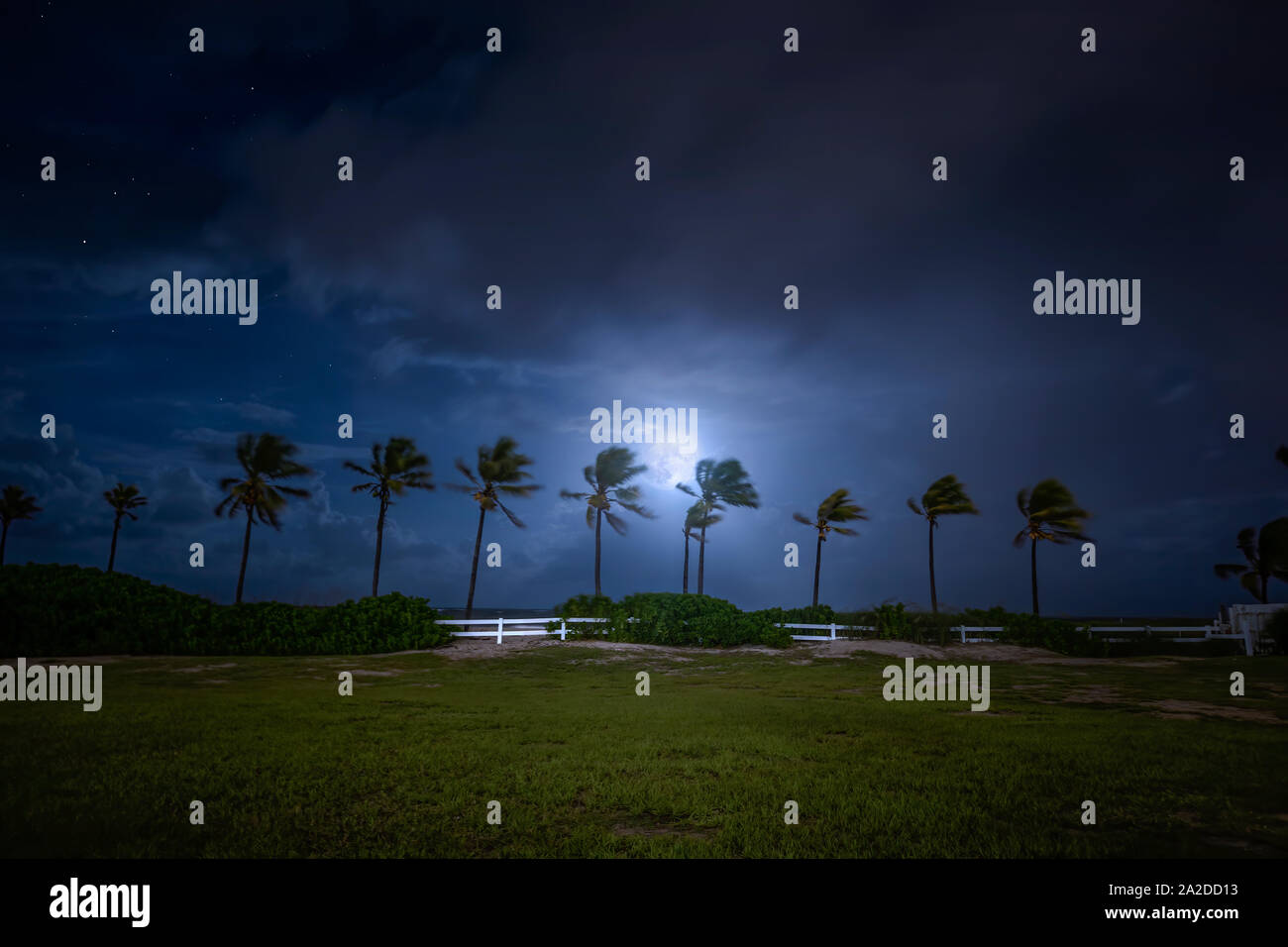 A full moon rises above a row of Coconut Palm Trees at Fort Lauderdale Beach, FL. This is one of few relatively secluded areas near the beach. Stock Photo