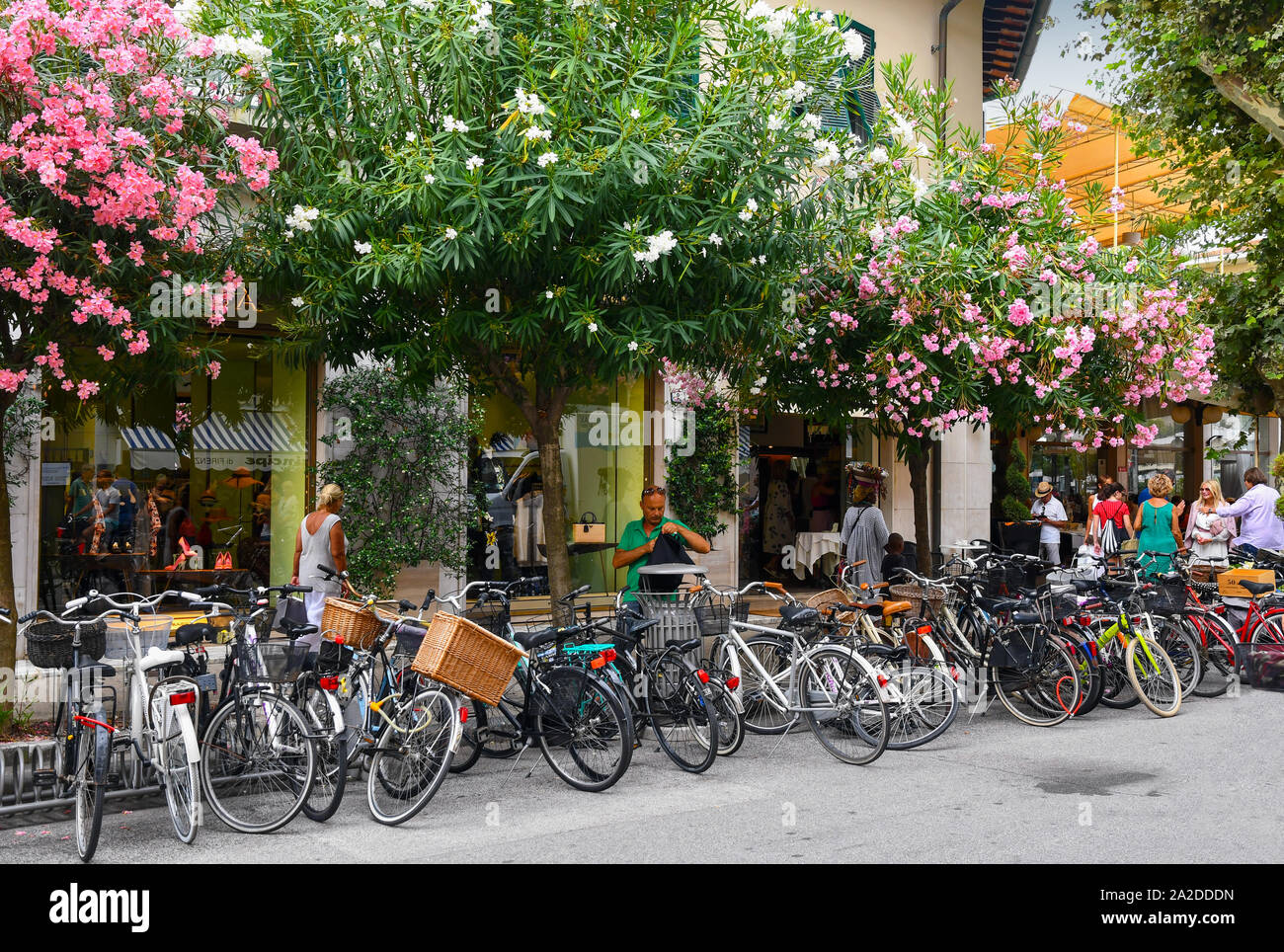Street view of the city centre of Forte dei Marmi with a row of parked  bicycles in the shade of flowering plants of oleander, Versilia, Tuscany,  Italy Stock Photo - Alamy
