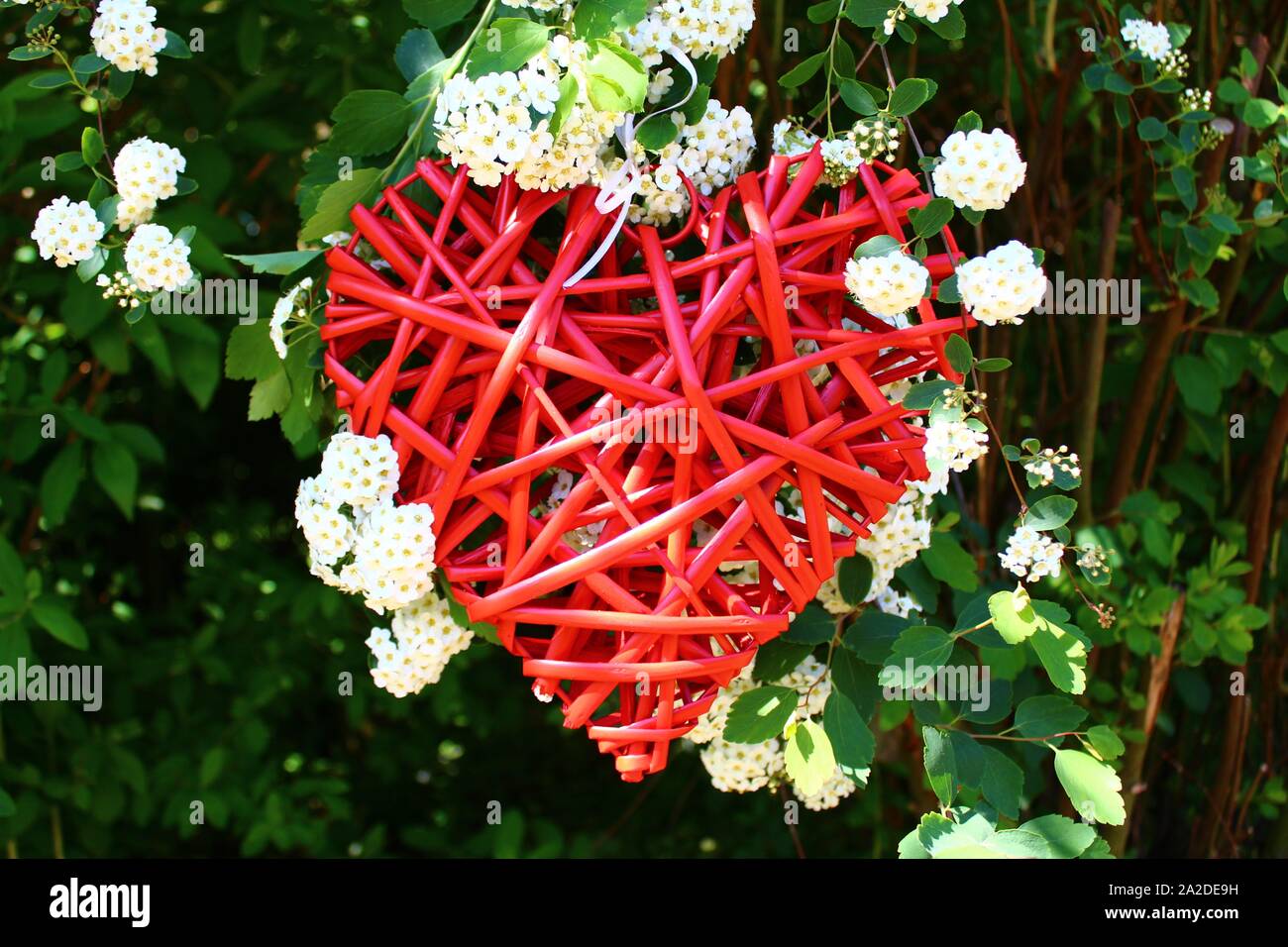 The picture shows a red heart in the snowberry bush. Stock Photo