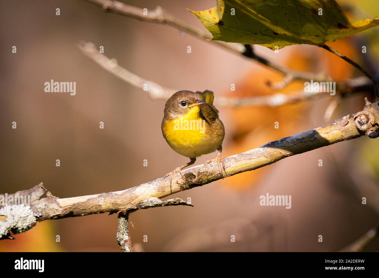 A female yellow throated warbler perches on a tree branch. Stock Photo