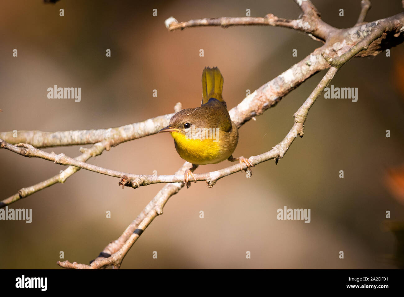 A female yellow throated warbler perches on a tree branch. Stock Photo