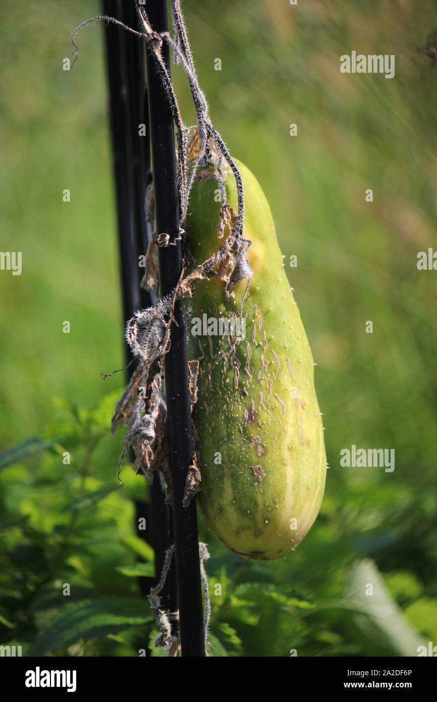 Under Ripe Caccuma Ripening cucumber hi-res stock photography and images - Alamy