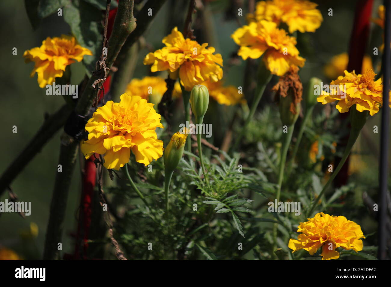 Beautiful golden marigolds, Calendula officinalis, the pot marigold ...