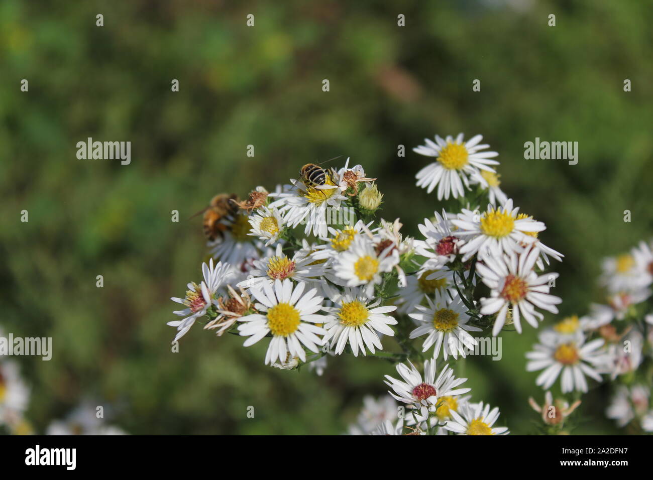 Two honey bees pollinating white daisy flowers. Stock Photo