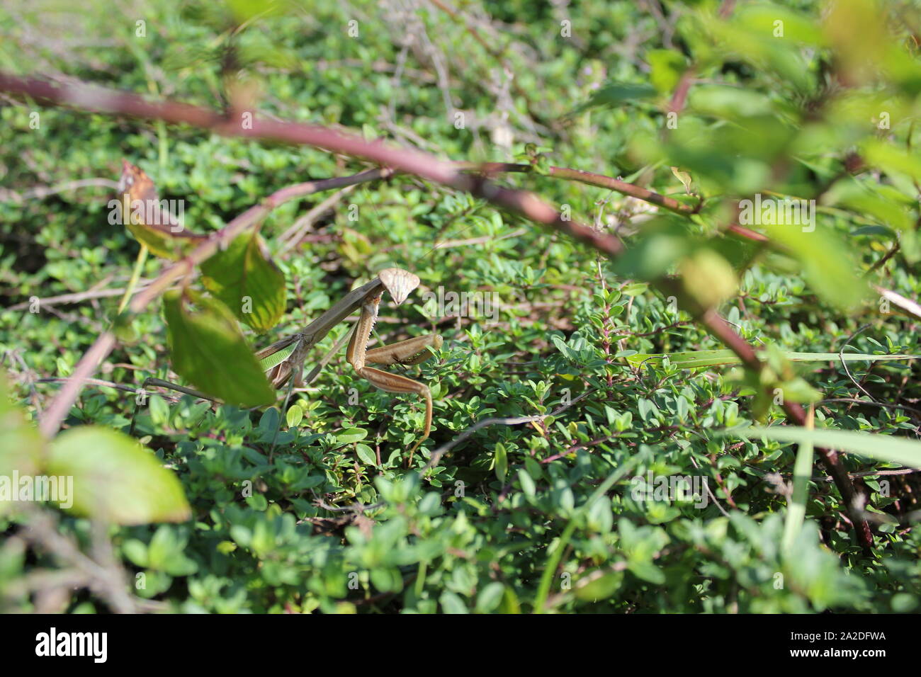 Adult Praying mantid, mantis, insect walking around its autumn garden. Stock Photo