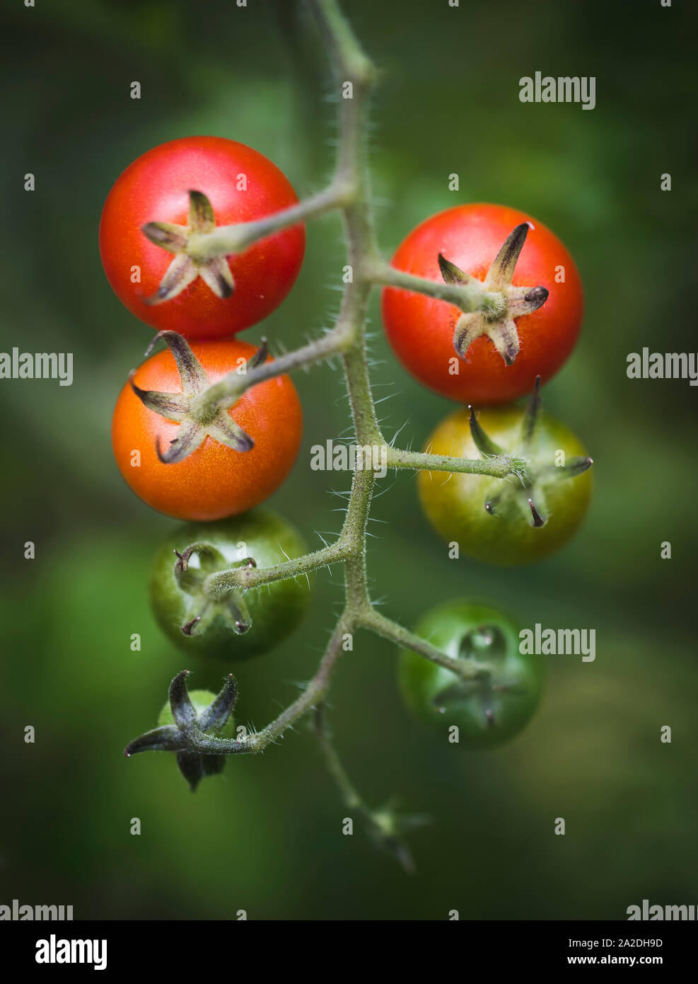 Stages of ripening of tomatoes hi-res stock photography and images - Alamy