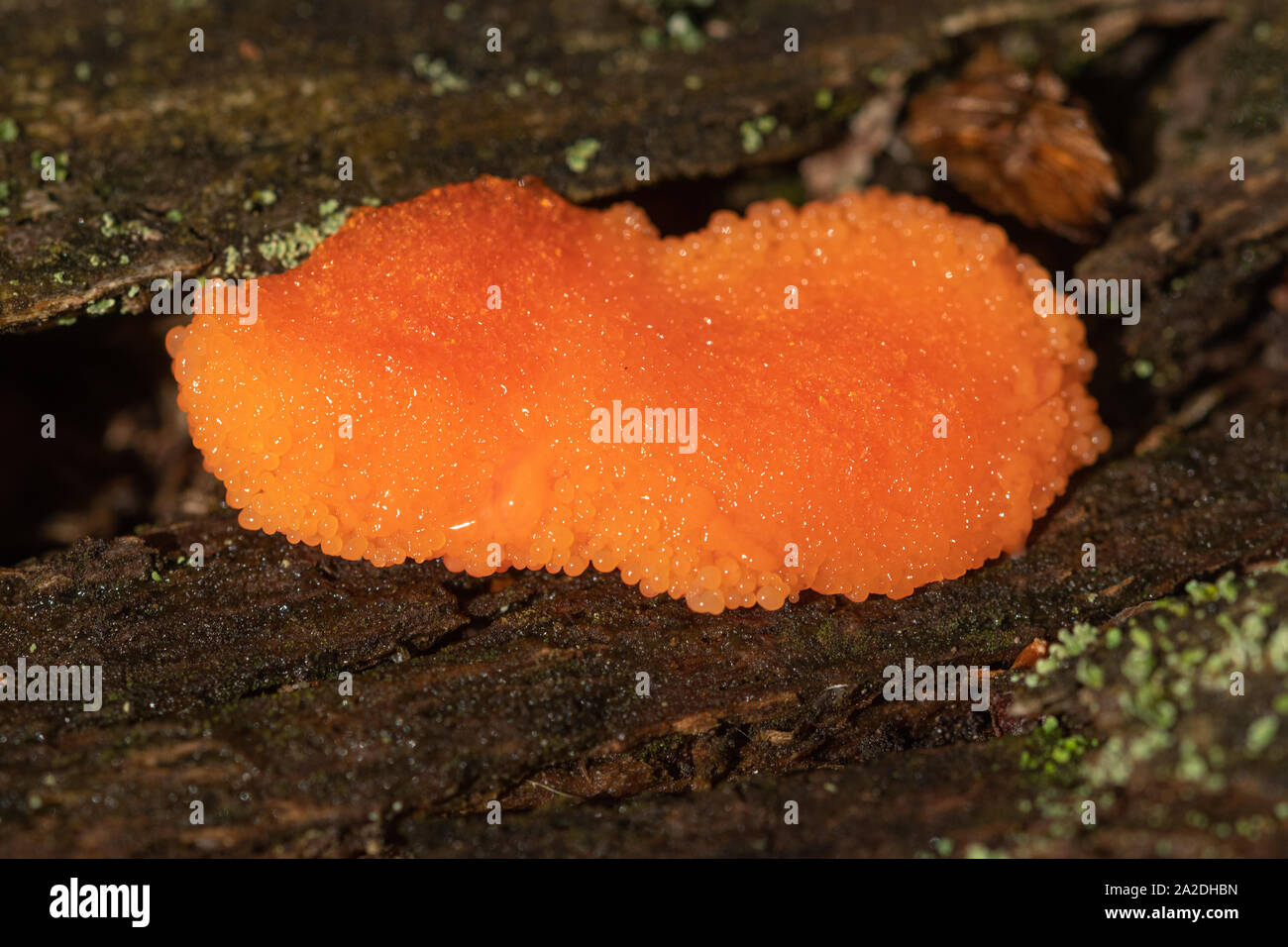 Orange slime mould on a dead tree in autumn, UK Stock Photo