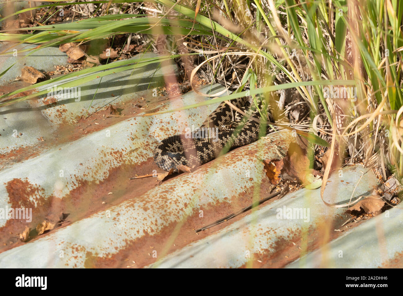 Male adder (Vipera berus) basking on top of a corrugated iron refugia or tin used for reptile survey purposes, UK Stock Photo