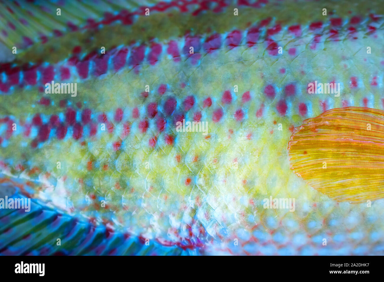 Long-striped wrasse (Symphodus tinca, rainbow fishes, Labrus, ray-finned fish) from the Black sea (North shore). Multi-colored scales and fins, as if Stock Photo
