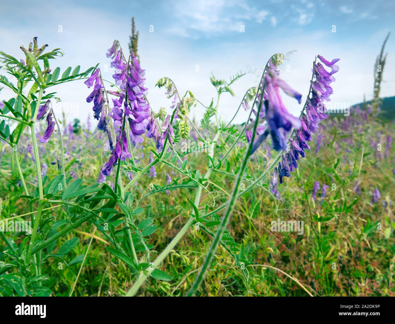 Vetch (Vicia sp. possible tufted vetch, Vнcia cracca) in meadow on the edge of the forest, mountain meadows, climbing plants . The valley of the river Stock Photo