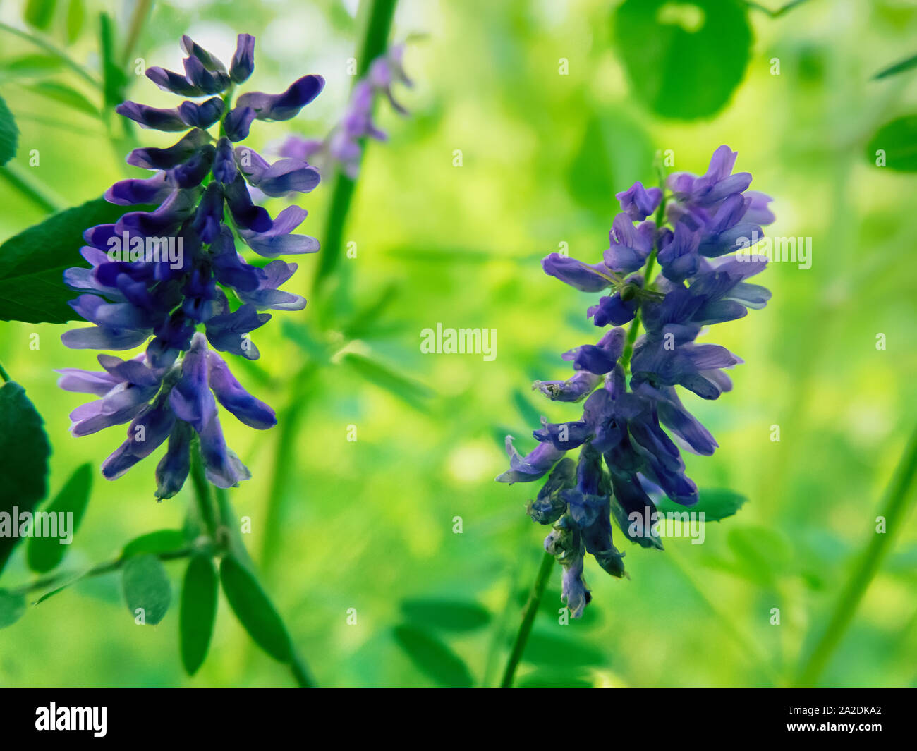 Vetch (Vнcia cracca) in meadow on the edge of the forest, mountain meadows, climbing plants . The valley of the river Pshish, the Main Caucasian ridge Stock Photo