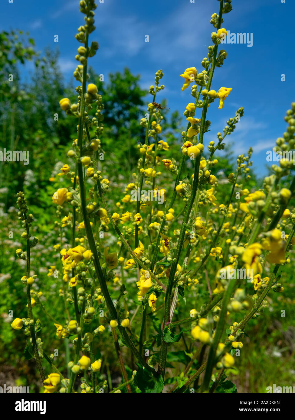 Wild yellow mallow by the road, similar to cheese flower (Malva neglecta). The buds are closed in the morning. The valley of the river Pshish, the Mai Stock Photo