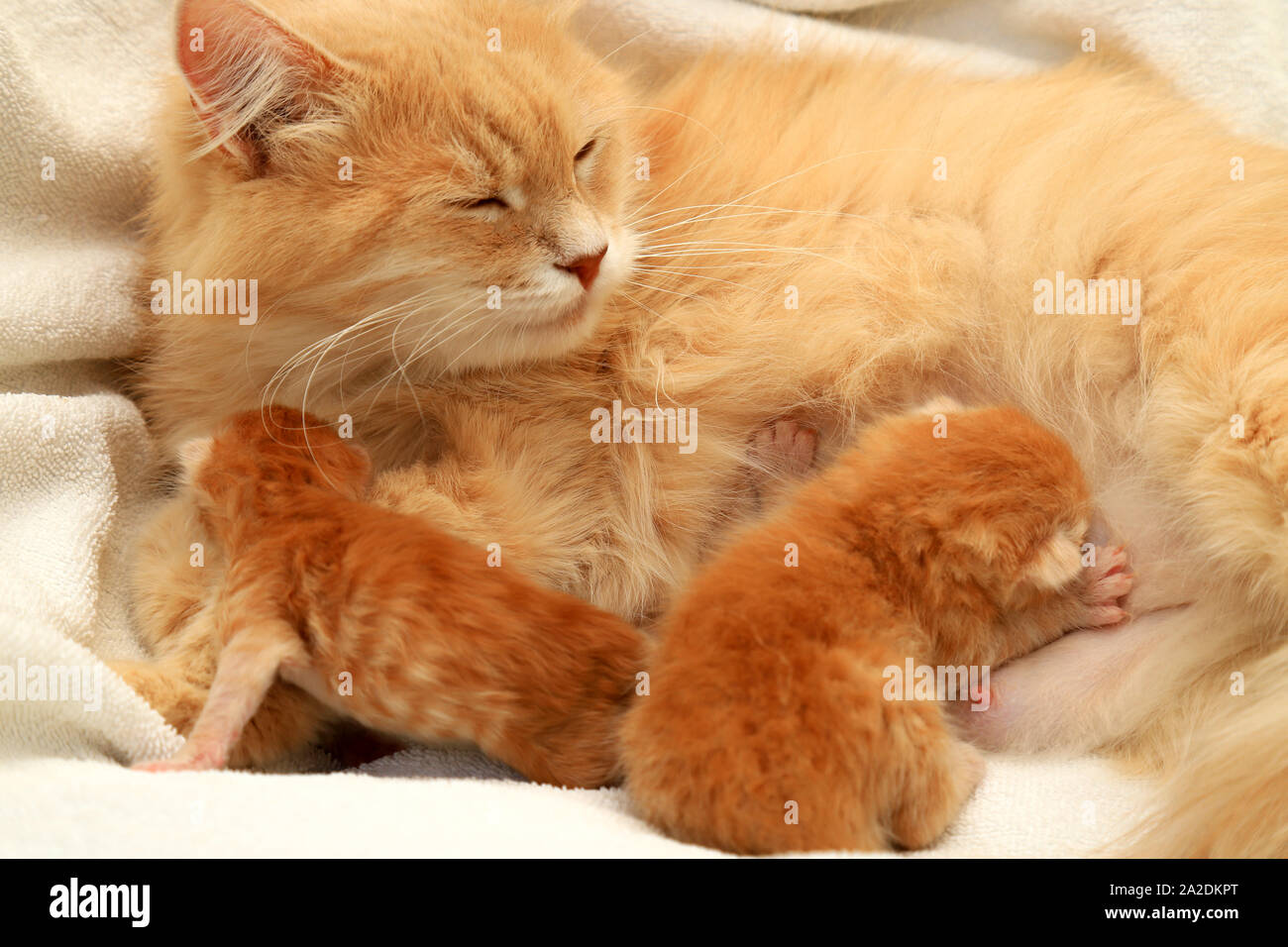 Red fluffy cat feeds 2 small newborn kittens on a white background. Lactating cat and her children, a few days from birth, adorable beautiful Persian Stock Photo