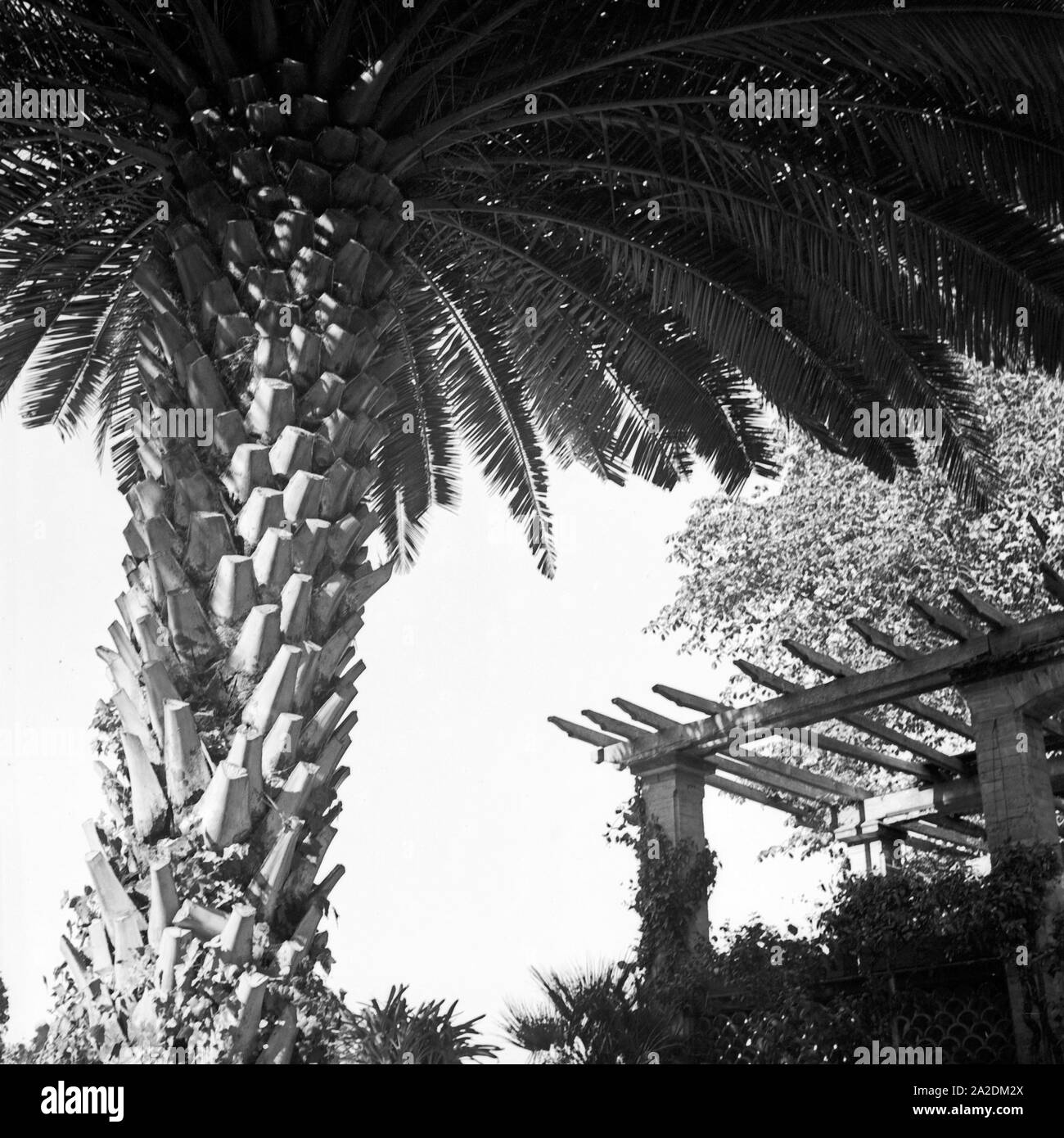 Pergola mit Palme auf der Insel Mainau, Deutschland 1930er Jahre. Loggia with palm tree at Mainau island, Germany 1930s. Stock Photo